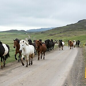 Islanda e isole Faroe