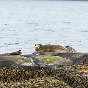 Islanda e isole Faroe