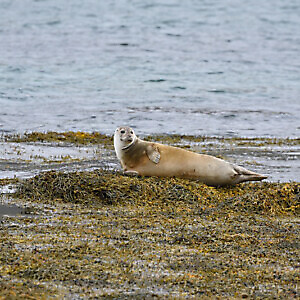 Islanda e isole Faroe